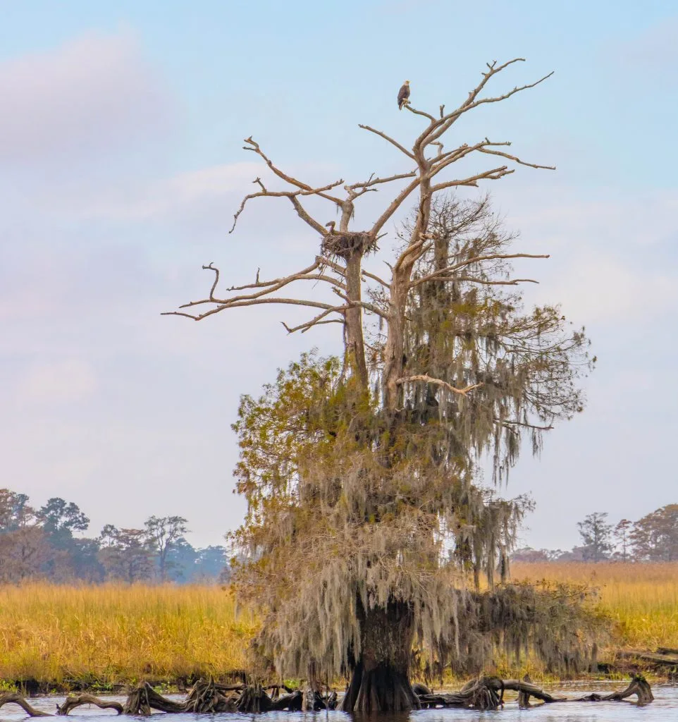 Archive photograph accompanying Charleston, SC, 2018