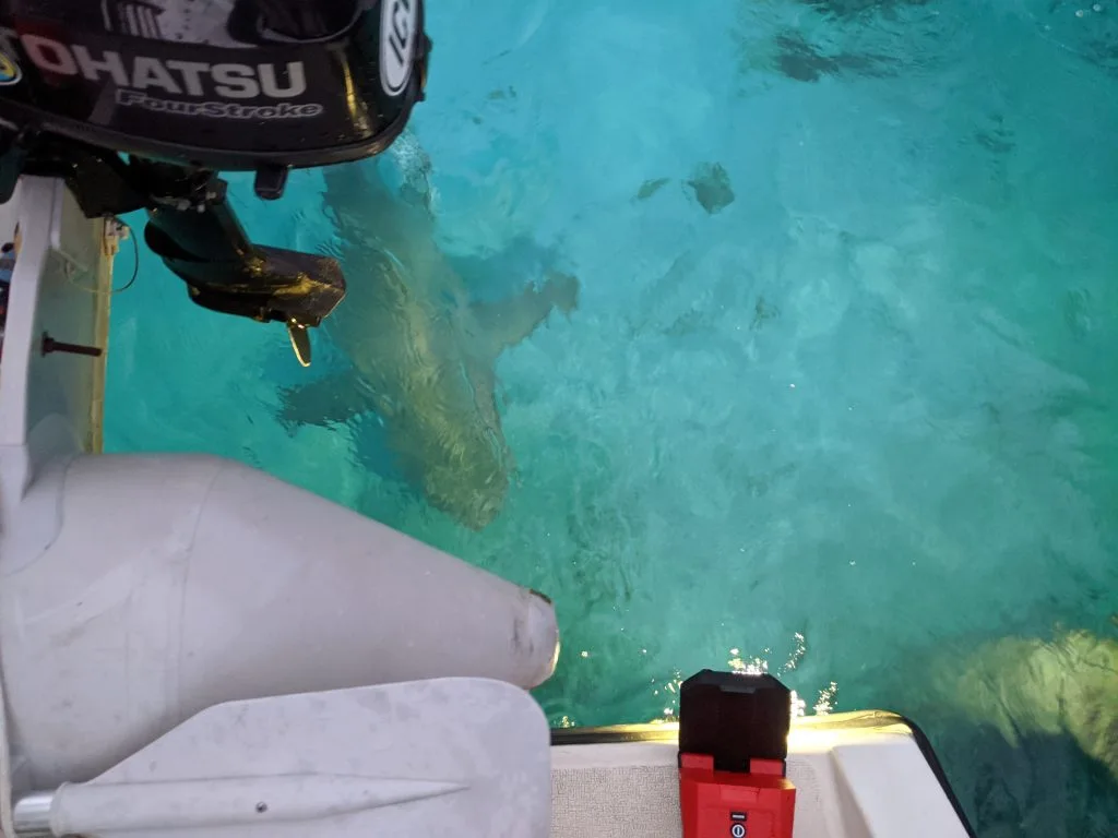 Shark under our boat. Even at night the water looks amazing!