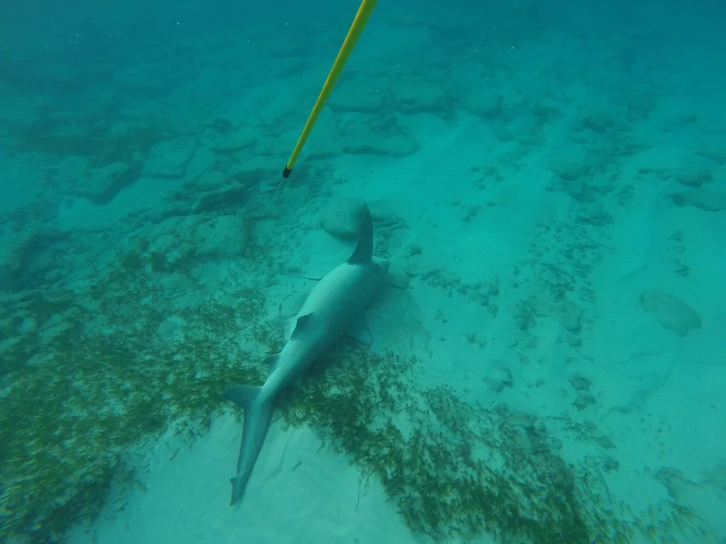 This dead shark gave me quite a startle.