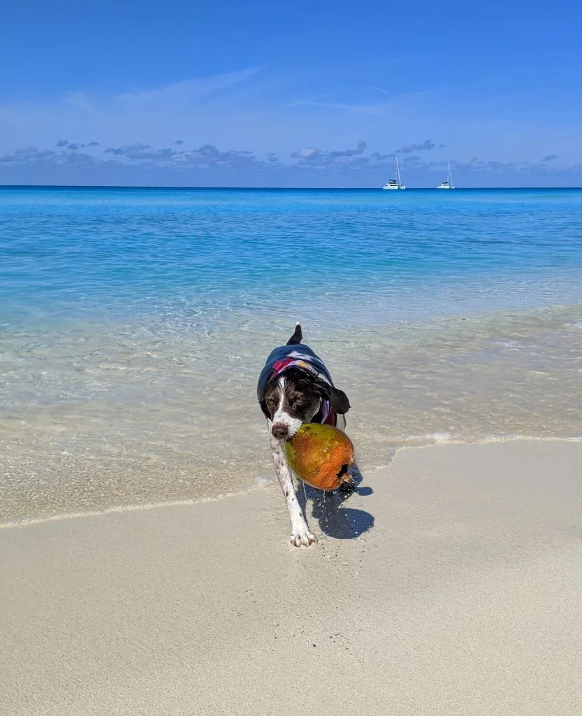 This breed looks like an English Springer Spaniel but is actually a Coconut Retriever.