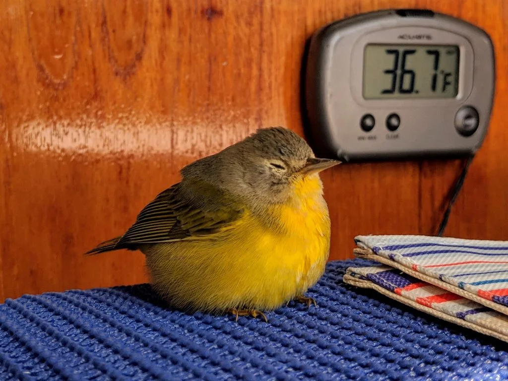 Archive photograph accompanying Heading South – Our First Days, 2018