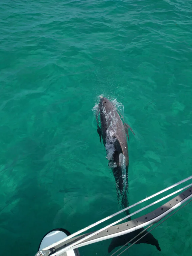 A dolphin beside Mavis